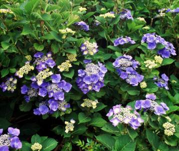 Hydrangea macrophylla 'mariesii perfecta' (hortensia)				 beschikbaar voor biedingen