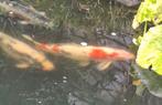 Japanse koi, Dieren en Toebehoren, Vissen | Vijvervissen
