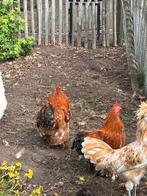 Cochin hanen, Dieren en Toebehoren, Pluimvee, Mannelijk, Kip