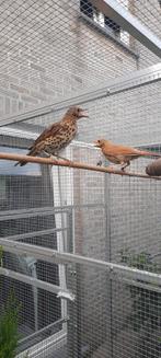 Zanglijsters 2025, Dieren en Toebehoren, Vrouwelijk, Wildzangvogel, Geringd
