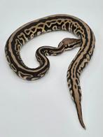 Python regius Pastave Leopard spotnose 100% het clown, Animaux & Accessoires, Reptiles & Amphibiens, Serpent, Domestique, 0 à 2 ans