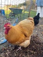 Orpington haan 1 jaar oud, Dieren en Toebehoren