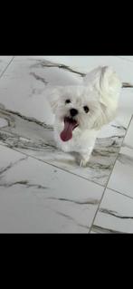 Maltezer reutje, 15 semaines à 1 an, Étranger, Chien (mâle), Hépatite contagieuse (maladie de Rubarth)