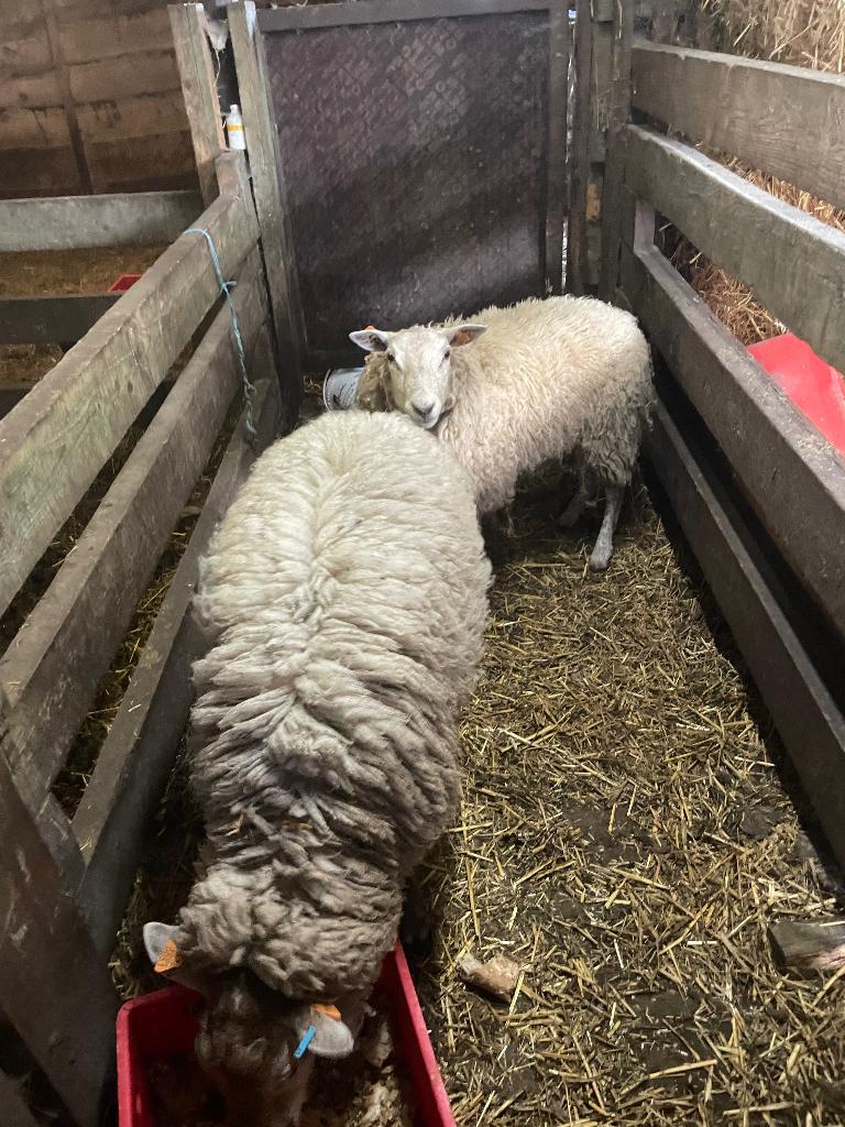 Schapen rammen, Mannelijk, Schaap, 0 tot 2 jaar