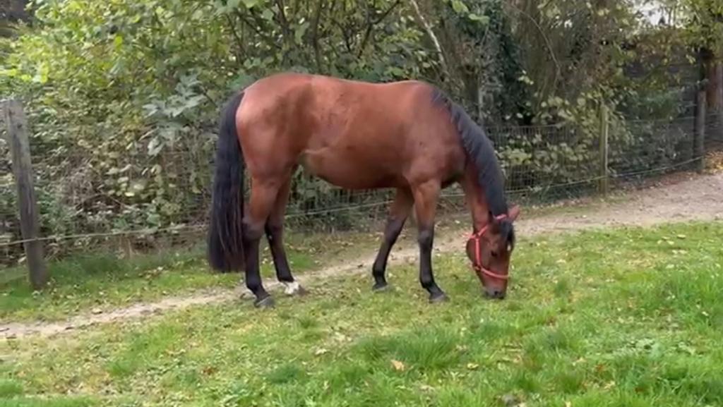 Brave 4jarige spring merrie, Dieren en Toebehoren, Paarden, Merrie, B, 160 tot 165 cm, 3 tot 6 jaar, Springpaard, Met stamboom