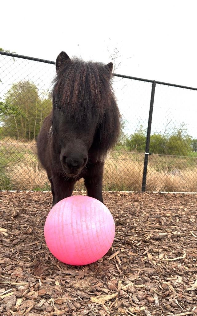 Hele lieve shetlander. Kinder proef, Animaux & Accessoires, Chevaux, Étalon, 3 à 6 ans, Avec pedigree