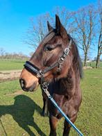 Weidemaatje, projectpaard zoekt 5* huisje, Dieren en Toebehoren, Paarden, Ruin, Recreatiepaard