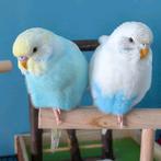 Een paar jonge golvende parkieten TAMED, Mannelijk