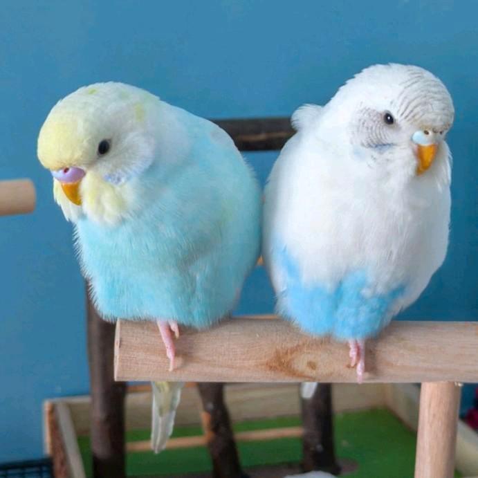 Een paar jonge golvende parkieten TAMED, Dieren en Toebehoren, Vogels | Parkieten en Papegaaien, Mannelijk