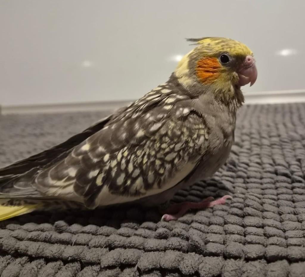 Jonge handtamme valkparkiet, Mannelijk, Parkiet, Geringd