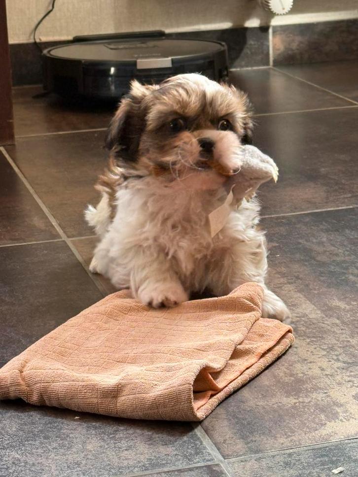 Lhasa apso pups, Dieren en Toebehoren, Honden | Chihuahua's en Gezelschapshonden, Reu, Overige rassen, Fokker | Professioneel