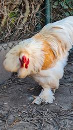 IK ZOEK: Wissel brahma haan lemon pyle, Dieren en Toebehoren, Pluimvee, Mannelijk, Kip