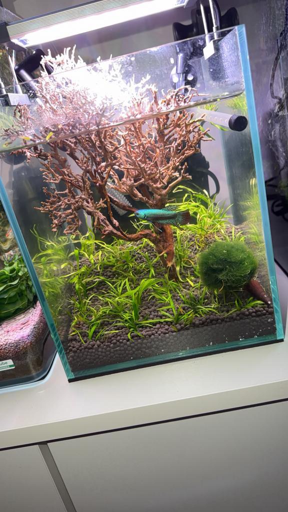 Aquarium opti white 10l, Animaux & Accessoires, Poissons | Aquariums & Accessoires, Comme neuf, Pompe, Chauffage, Chihiros, Enlèvement