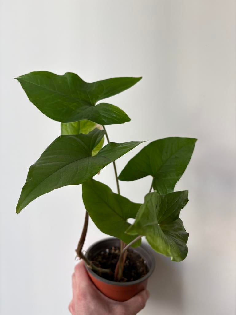 Syngonium albo green, Ophalen