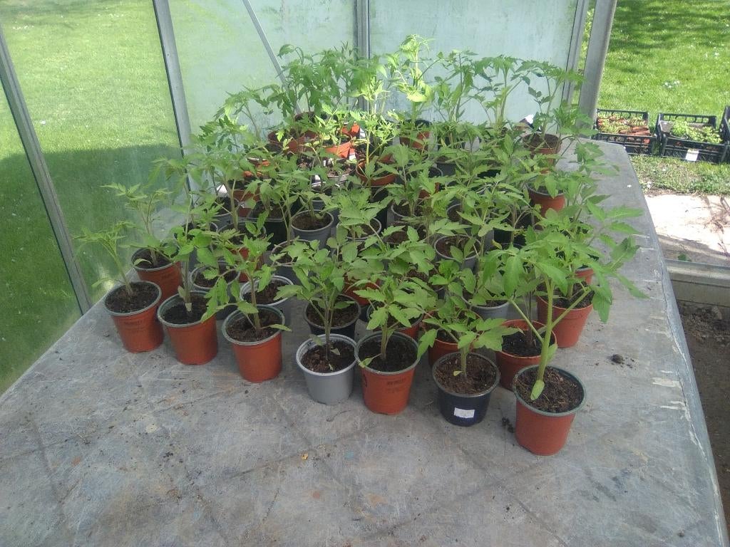 plants de tomates (11 variétés), Jardin & Terrasse, Produits de culture, Enlèvement