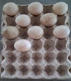 9 broedeieren van muskuseenden, barberie eenden