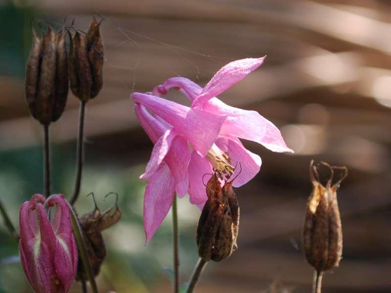 Akelei - Aquilegia vulgaris (vaste plant), Jardin & Terrasse, Plantes | Jardin, Enlèvement, Plante fixe, Mi-ombre