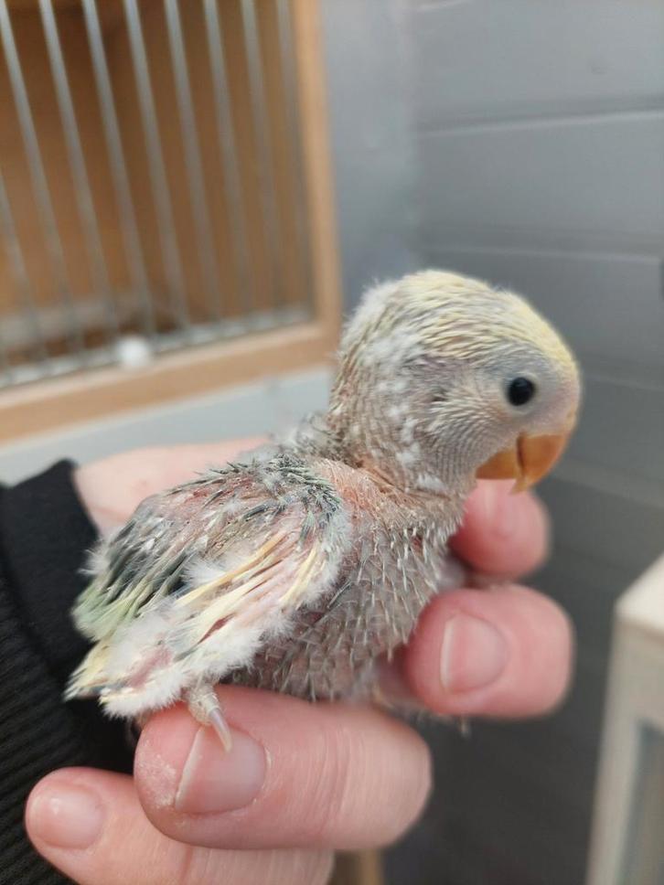 Dwergpapegaai baby handtam, Dieren en Toebehoren, Vogels | Parkieten en Papegaaien