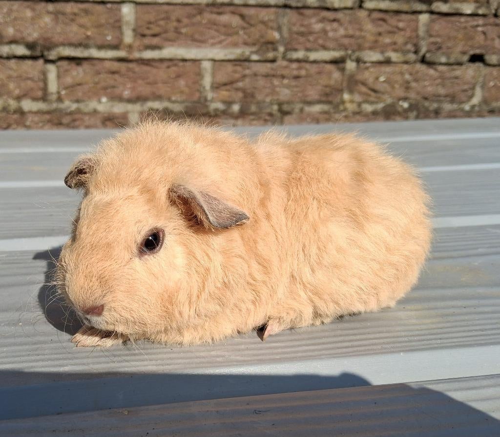 Mooie californie cavia,s mogen de mama verlaten, Dieren en Toebehoren, Mannelijk, Tam, Maart, Cavia