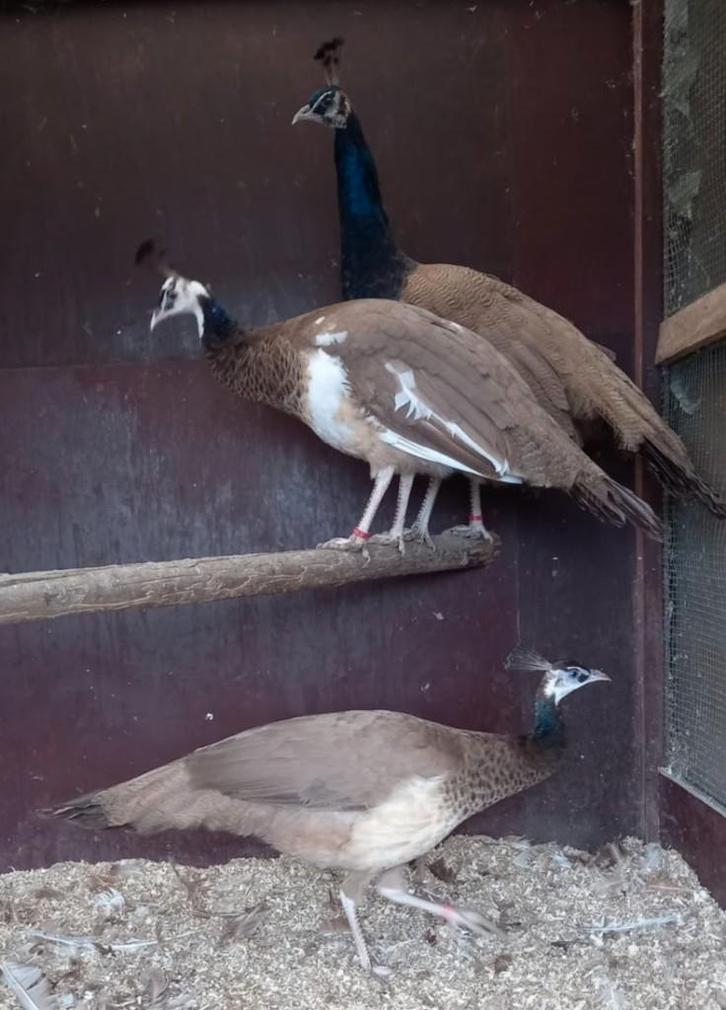 Violetpauwen, Dieren en Toebehoren, Pluimvee, Overige soorten, Meerdere dieren