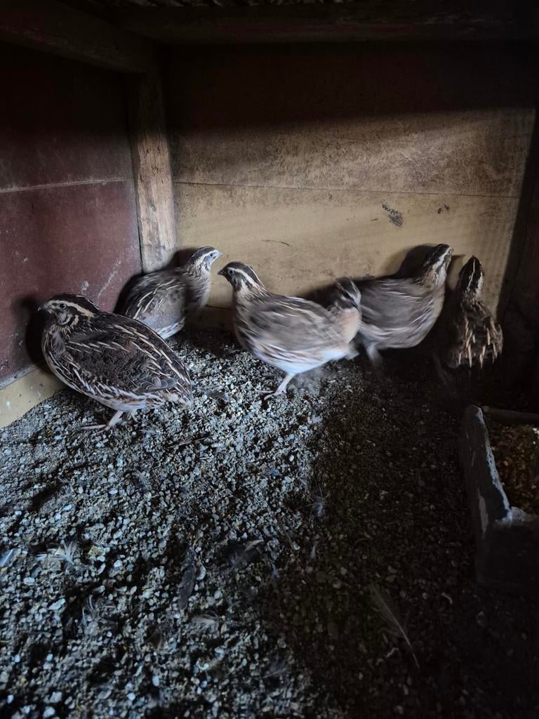 Kwartels, Dieren en Toebehoren, Pluimvee