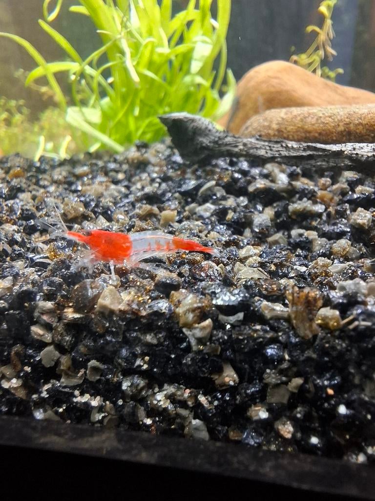 Neocaridina red rili/ blue Sapphire, Dieren en Toebehoren, Vissen | Aquariumvissen