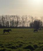 Pension prairie, Pâturage, 4 chevaux ou poneys ou plus