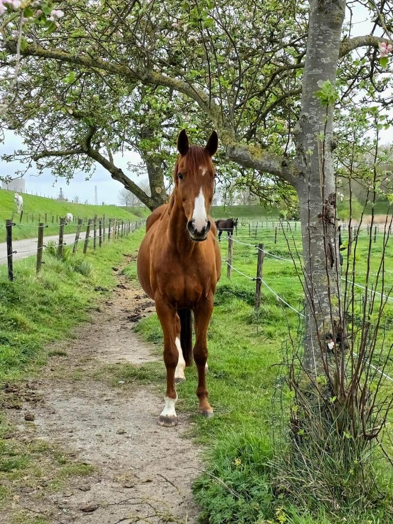 Merrie fok/ weidepaard/ recreatie, Animaux & Accessoires, Chevaux, Jument, B, 160 à 165 cm, 11 ans ou plus, Cheval de récréation