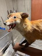 Vos en fazanten, Animaux & Accessoires, Janvier, Plusieurs animaux