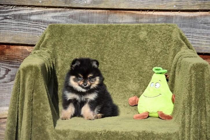 Black and Tan Pomeriaan teefje, Animaux & Accessoires, Chiens | Huskys, Loulous & Types primitifs, Chienne, Loulou, Éleveur | Professionnel