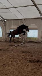 TE KOOP SPORTPAARD TIANA B, Dieren en Toebehoren, Merrie, Springpaard, Met stamboom, Zadelmak