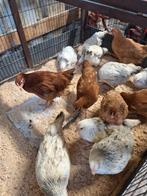 Jonge legkippen, Dieren en Toebehoren, Pluimvee