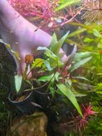 Cryptocoryne wendtii, Animaux & Accessoires, Poissons | Aquariums & Accessoires, Enlèvement, Comme neuf, Plante(s), Pierre ou Bois