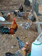 Broedeieren en hen van Engelse krielen, Poule ou poulet