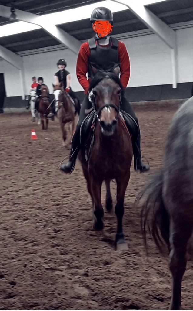 Paardje gezocht d of e pony, Dieren en Toebehoren, Paarden en Pony's | Verzorgingsproducten, Ophalen