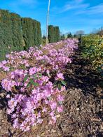 rhododendron preacox, Enlèvement, Rhododendron