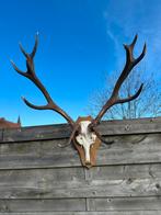 Hertengewei met schedel groot, Ophalen