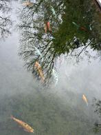 +~ 30 koi a vendre, Enlèvement, Comme neuf