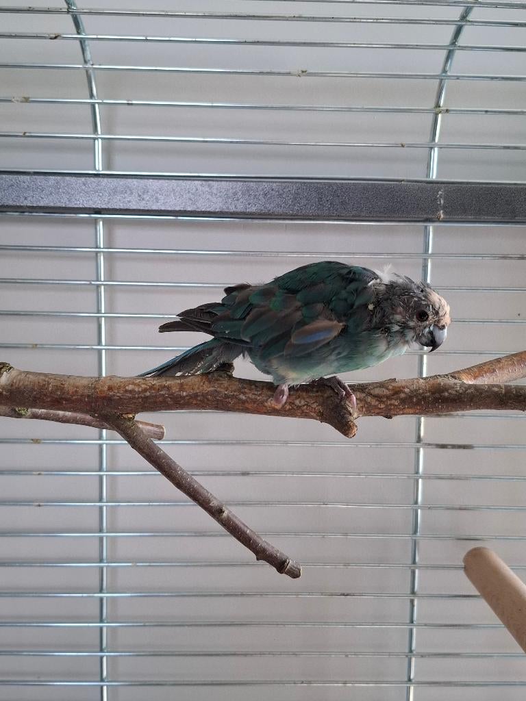 Kakariki, Mâle, Perruche, Bagué