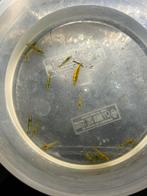 14 gele garnalen, Kreeft, Krab of Garnaal, Zoetwatervis, Schoolvis