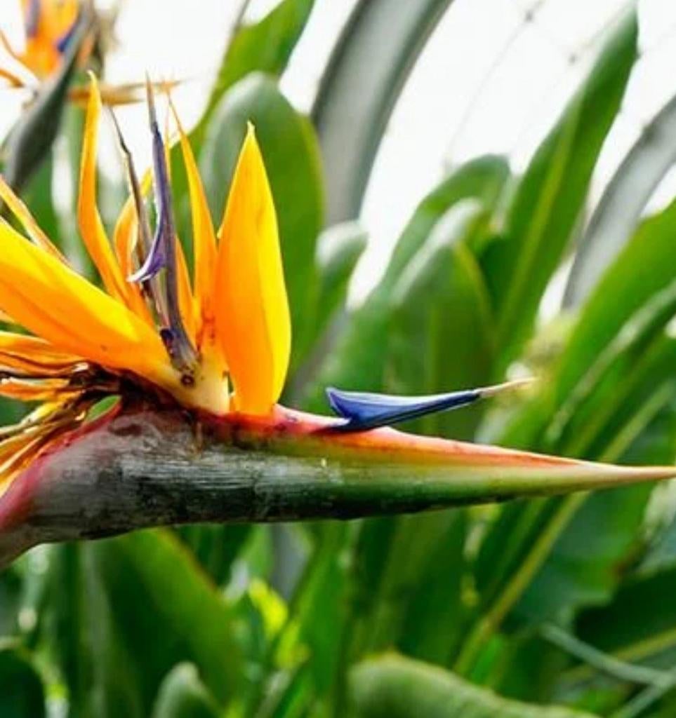 Strelitzia of paradijsvogel bloemen., Ophalen