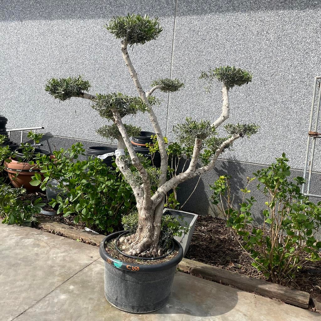 ‼️Olijfboom plato aan PROMOprijzen bij PROMOplant‼️, Tuin en Terras, Ophalen, Olijfboom