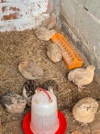 Kwartels, Dieren en Toebehoren, Pluimvee, Meerdere dieren, Overige soorten