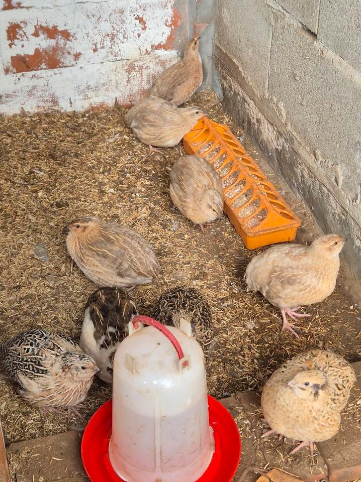 Kwartels, Dieren en Toebehoren, Pluimvee, Overige soorten, Meerdere dieren