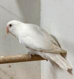 Fischeri DECino blauw , forse pop ( 2022), Dieren en Toebehoren, Vrouwelijk, Dwergpapegaai of Agapornis, Geringd