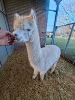 Mooie witte alpaca hengst, handtam, Février, Mâle