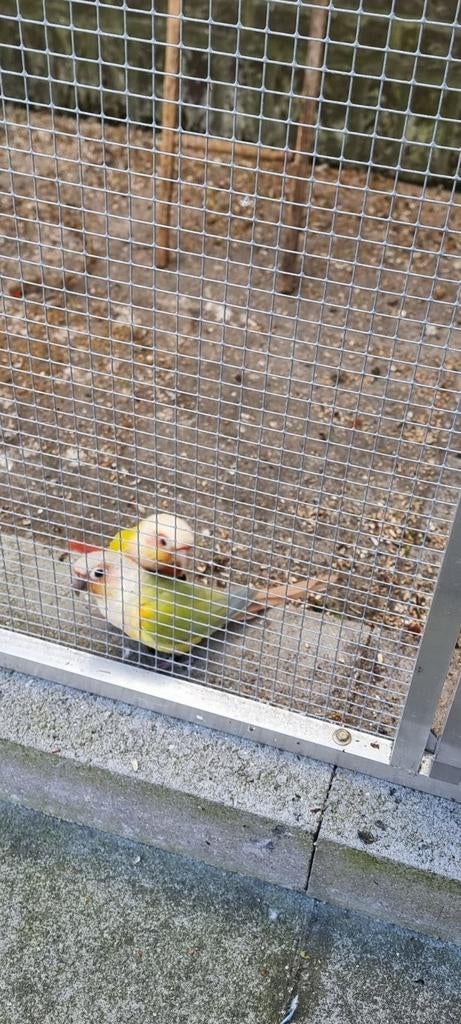 Koppel pyrrhura, Animaux & Accessoires, Oiseaux | Canaris