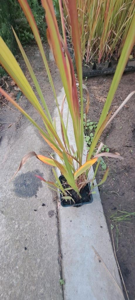 Vaste planten te koop, Tuin en Terras, Planten | Tuinplanten, Vaste plant, Siergrassen, Herfst, Ophalen