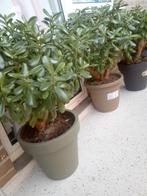 Te koop, Tuin en Terras, Planten | Tuinplanten, Ophalen