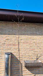 Jonge witte berk in pot, Tuin en Terras, Ophalen, Nieuw